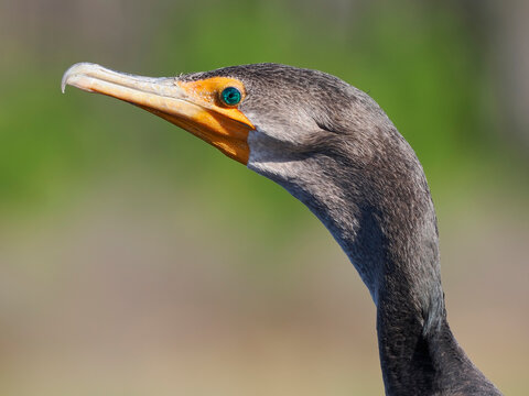 A Close-up Portrait of a Black Cormorant Showing It's Blue Eye and Colorful Yellow Beak