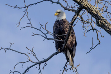 bald eagle in the tree with a clean background