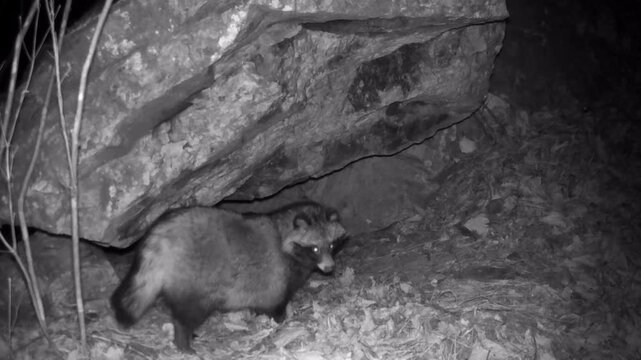 Raccoon moving near a rock cave at night