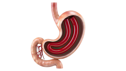 Cross-section of Human Stomach with Internal Folds