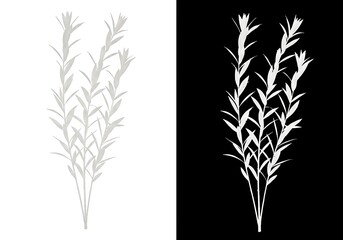 Obraz premium Botanical Dichotomy