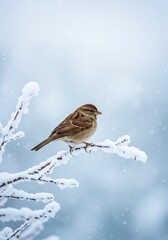 Winter's Feathered Guest