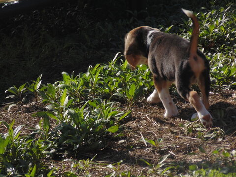Beagle paseando por cesped