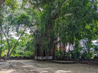 Fototapeta premium The great banyan tree as a symbol of natural beauty and eternal heritage