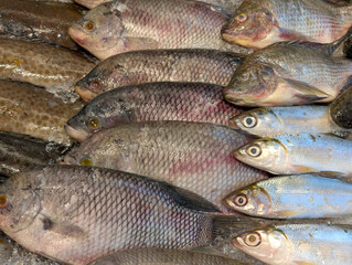 Various types of fresh fish are displayed attractively in the shop window.