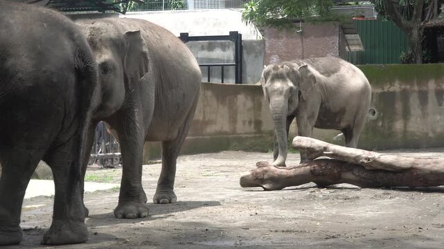 A group of Asian elephants interacting in a zoo enclosure with a large fallen log. High-angle view of Elephas maximus showcasing their social behavior and wrinkled skin in captivity.