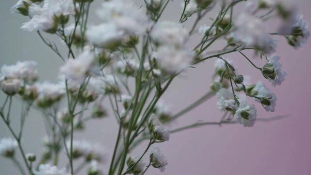 Close-up video of delicate white flowers against a soft pink and gray background, captured from a side angle for an artistic, serene effect.