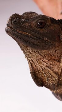 Close-up of a Sailfin Dragon Lizard Eating a Mealworm in Studio