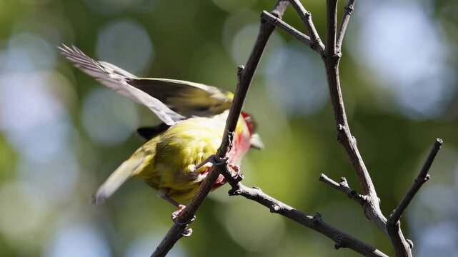 Close-up video still of a colorful bird perched on a branch, captured from a low angle with a blurred green bokeh background. Live desktop wallpaper.