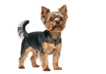 Adorable yorkshire terrier dog standing proudly with a curious expression isolated on transparent background