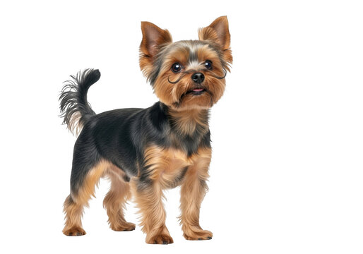 Adorable yorkshire terrier dog standing proudly with a curious expression isolated on transparent background