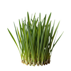 Fototapeta premium Fresh Green Wheatgrass Sprouts Growing Together