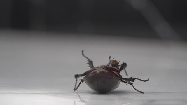 Close-up of an insect in a vulnerable position, representing nature, wildlife, or the struggle for survival in the insect world.