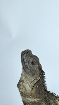 Sailfin Lizard Being Hand Fed a Mealworm with Metal Tweezers