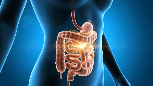 Human digestive system highlighted in torso, showing stomach and intestines, with glowing emphasis on internal anatomy