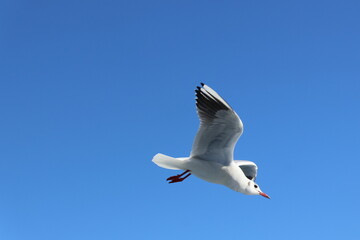Obraz premium A seagull flying in the blue sky