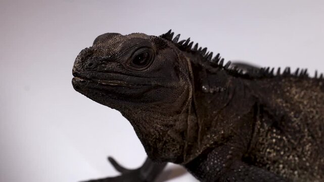 Close Up Profile of a Black Hydrosaurus Lizard Opening Its Mouth