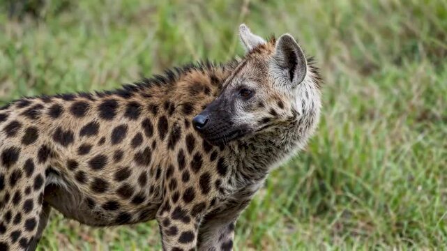 Close-up of African steppe hyenas