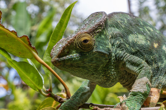 Parson's chameleon covered in raindrops in the wild of Madagascar