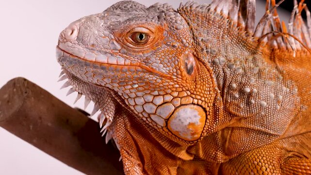 Close Up Profile of a Vibrant Orange Iguana on a Branch