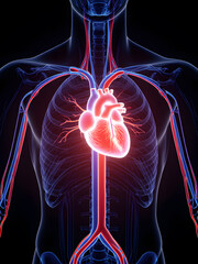 Stylized Illustration of the Human Circulatory System