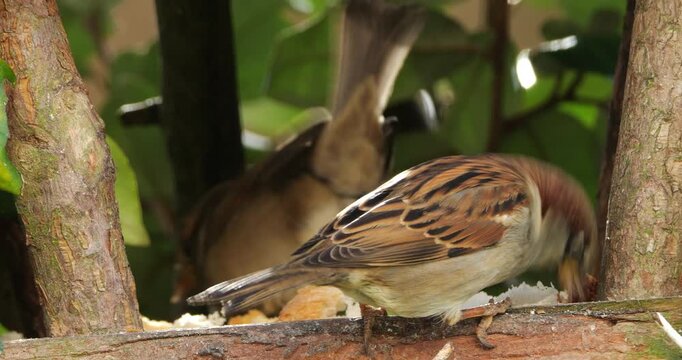Male House sparrow feeding on a birdfeeder