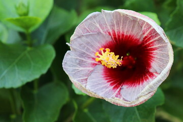 西洋ニンジンボク　チェストツリー