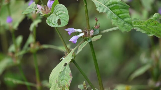 Clinopodium acinos plants with flowers. Its common name is&nbsp;Acinos arvensis,&nbsp;basil thyme&nbsp;and&nbsp;spring savory. This is a species of&nbsp;flowering plant&nbsp;in the family&nbsp;Lamiaceae.