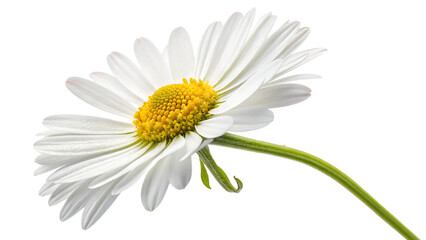Obraz premium White Daisy Flower Isolated on White Background