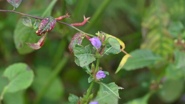 Clinopodium acinos plants with flowers. Its common name is&nbsp;Acinos arvensis,&nbsp;basil thyme&nbsp;and&nbsp;spring savory. This is a species of&nbsp;flowering plant&nbsp;in the family&nbsp;Lamiaceae.