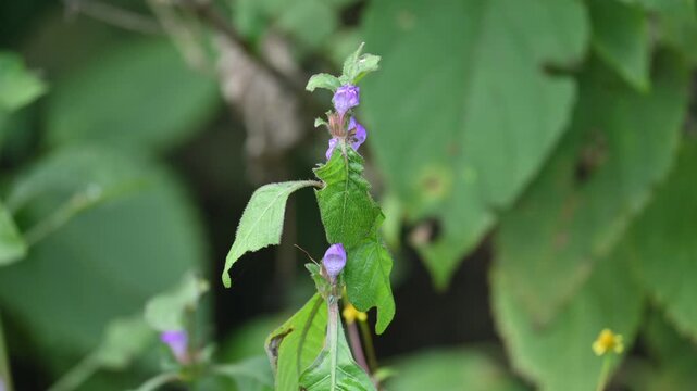Clinopodium acinos plants with flowers. Its common name is&nbsp;Acinos arvensis,&nbsp;basil thyme&nbsp;and&nbsp;spring savory. This is a species of&nbsp;flowering plant&nbsp;in the family&nbsp;Lamiaceae.