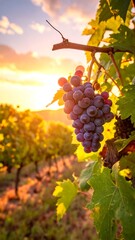 Bunch of dark grapes hang from vine with leaves; sunset behind a vineyard row, glow adding warmth