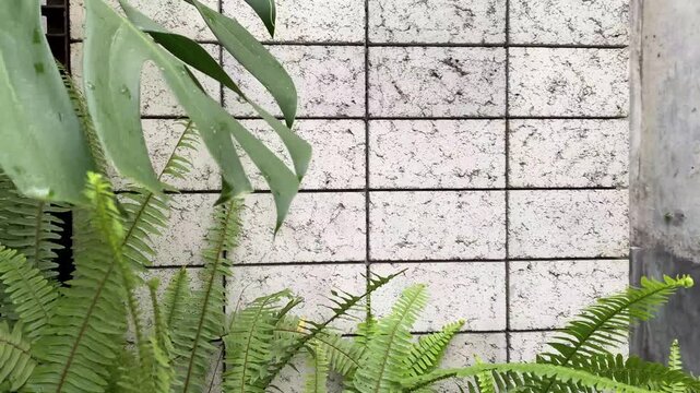 background of fresh plants in front of the cement wall in front of the house
