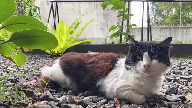 a stray cat is sitting or lying on the gravel in a yard