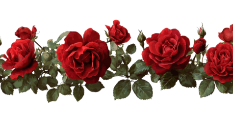 Crimson Blooms: A captivating line of vibrant red roses, each petal bursting with rich color and intricate detail, delicately placed to evoke feelings of love and beauty.