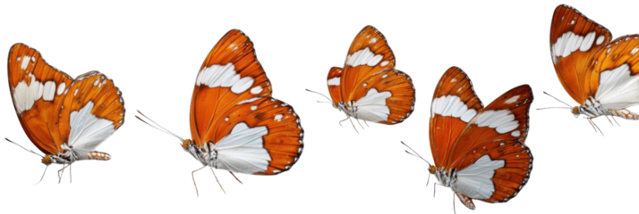 Butterflies in Flight: A collection of vibrant butterflies with intricate patterns and delicate wings dance mid-air, illustrating the beauty and freedom of nature.