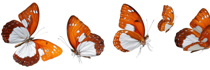 Golden Wings Ascend: A mesmerizing scene unfolds as vibrant butterflies take flight, their delicate wings painted with hues of orange and white, dance in the air with unmatched grace.