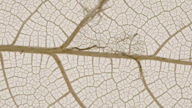 Close Up of a Dry Leaf Vein Structure on a Light Background