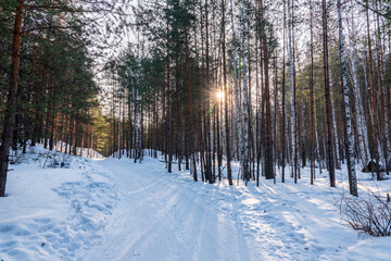 The Sun's rays pass through the trees in winter forest