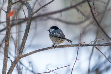 Beautiful bird Coal tit, lat. Periparus ater, sitting on a branch without leaves in the autumn or winter.