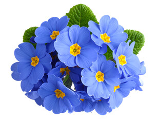 Primrose primula blue flowers bouquet isolated on transparent png