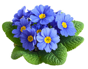 Primrose primula blue flowers bouquet isolated on transparent png