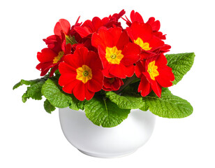 Primrose primula red flowers bouquet isolated on transparent png