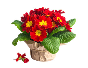 Primrose primula red flowers bouquet isolated on transparent png