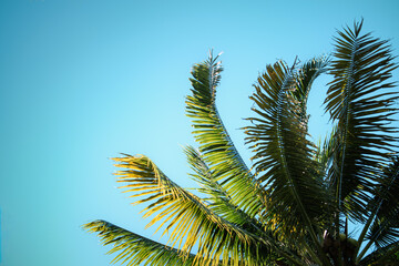 Obraz premium Palm Fronds Frame Blue Sky - Low Angle Tropical View