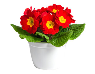 Primrose primula red flowers bouquet isolated on transparent png