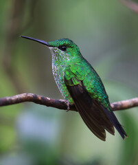 Coppery-headed emerald Hummingbird female perched on a branch in the forest, Costa Rica
