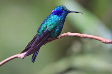 Fototapeta premium Lesser Violetear Hummingbird female perched on a branch in the forest, Costa Rica