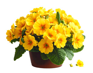 Primrose primula yellow flowers bouquet isolated on transparent png