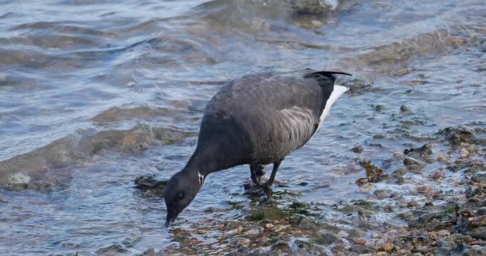 The brant or brent goose (Branta bernicla) during the winter season in Brittany, France.